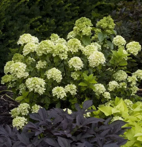 [117360] Hydrangea paniculata Little Lime Pot C3Litres