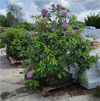 [144880] Rhododendron Ponticum 150 175 cm ** Plantes XTRA fortes XXL **