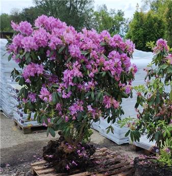 [144877] Rhododendron Catawbiense Grandiflorum 125 150 cm **  XXTRA Fort **