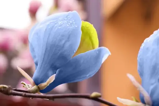 [144567] Magnolia Acuminata Blue Opal 125 150 cm Pot C25Litres ** Très rare **