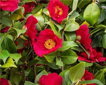 [137892] Camellia japonica Dr King 6 ans 80 100 cm Pot C10L
