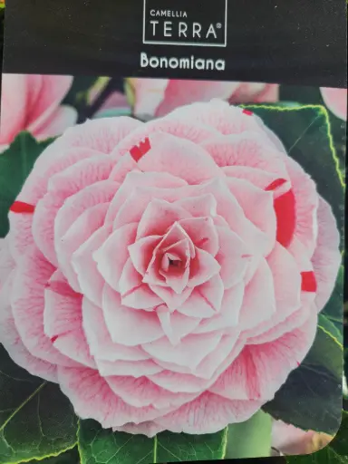 [136071] Camellia japonica Bonomiana 060 080 Pot 19 cm
