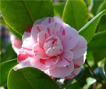 [123046] Camellia japonica Bonomiana 8 ans 80 100 cm Pot C10L
