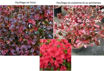 [134793] Azalea japonica Johanna 60 80 cm XXL Pot C15Litres ** Feuil. déco. en hiver **