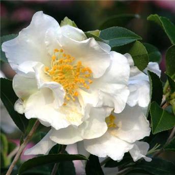 [145334] Camellia japonica Winter Perfume Pearl 60 80 cm Pot C3L