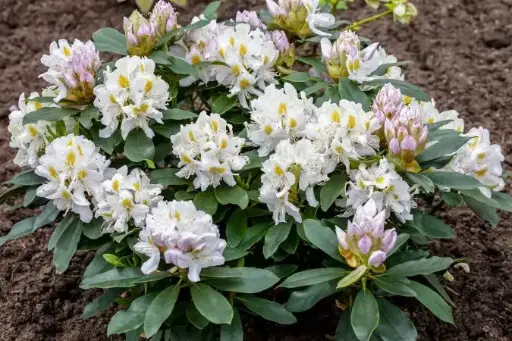 [133446] Rhododendron Madame Masson 60 70 Pot C10