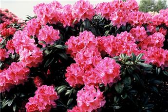 [144816] Rhododendron Inkarho Constanze Pot C5Litres