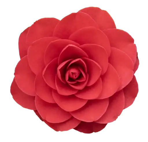 [100646] Camellia japonica Roger Hall 100 125 Pot