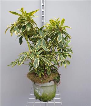 [109314] Rhododendron Ponticum Variegatum 40 60 Pot C5L ** Feuillage panaché **