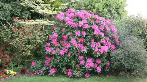 [106153] Rhododendron Cosmopolitan 040 060 Pot C5Litres