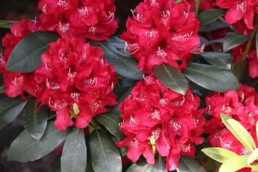 [144693] Rhododendron Karl Naue 50 60 cm Pot C5Litres