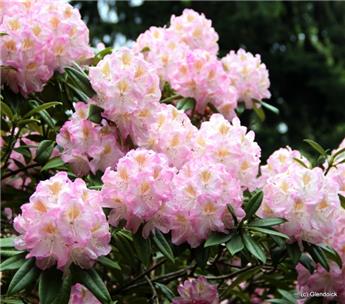 [117381] Rhododendron Inkarho Brigitte Pot C5Litres