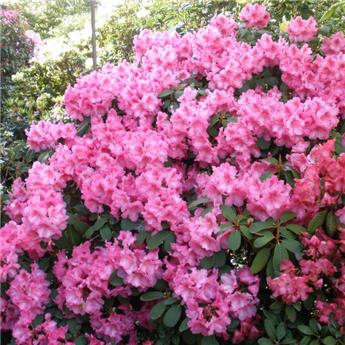 [129586] Rhododendron Inkarho Claudine Pot C5Litres