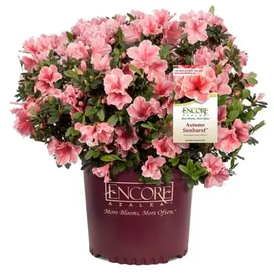 [142159] Azalea japonica Encore® Autumn Sunburst Pot C4
