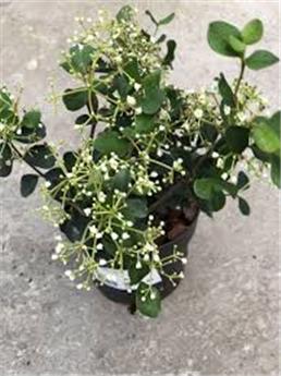 [144620] Viburnum Fairy Stars Pot C3Litres
