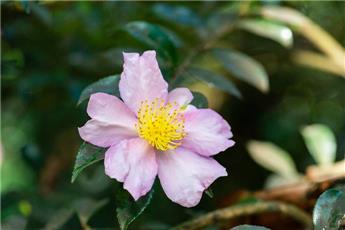 [105806] Camellia sasanqua 60 80 cm Pot