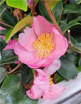 [144017] Camellia sasanqua Rose de Segur 050 060 cm C5 Litres **Parfumé **