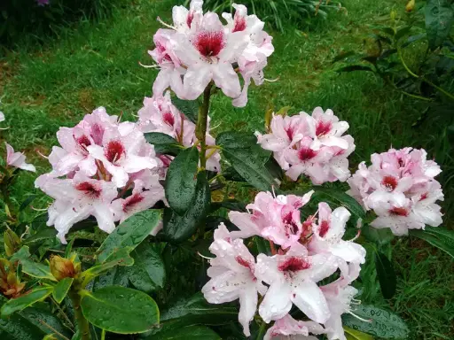 [125496] Rhododendron Graffito Pot C5