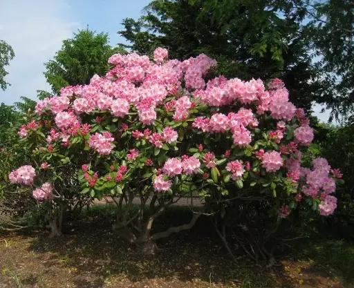 [101059] Rhododendron Albert Schweitzer 50 60 Pot C5