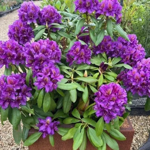 [126255] Rhododendron Marcel Menard 60 80 cm Pot C5