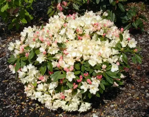[139303] Rhododendron yakushimanum Golden Torch 25 30 cm Pot C3