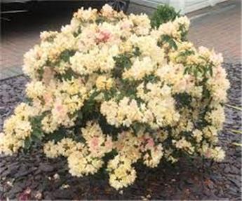 [129806] Rhododendron yakushimanum Safrano 30 40cm Pot P17 C3