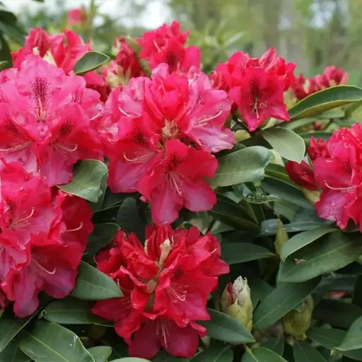 [103247] Rhododendron Wilgens Ruby 040 060 cm Pot C5