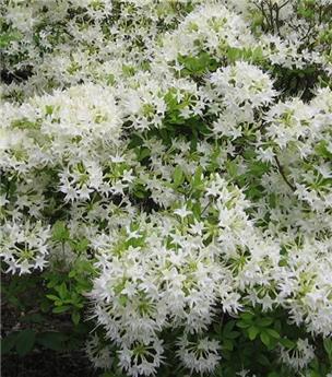 [144510] Azalea japonica White Spider Pot P19cm *** Nouvelle Variété*****
