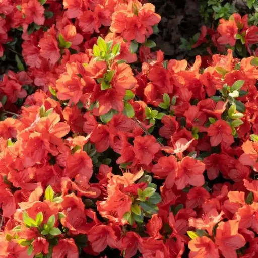 [137871] Azalea japonica Geisha Orange Pot C3