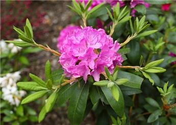 [111608] Rhododendron Ponticum Roseum 040 060 Pot C5