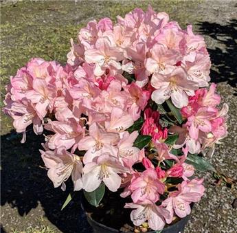 [143017] Rhododendron Yakushimanum Polaris 30 40 Pot