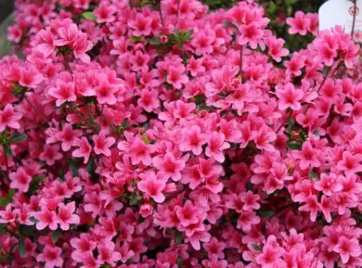 [117279] Azalea japonica Conny 60 80 Pot C12