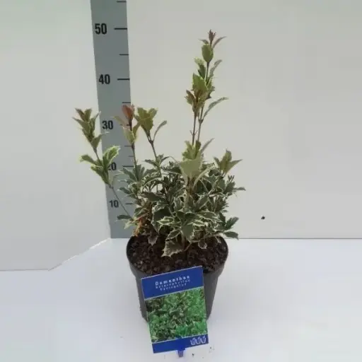 [109028] Osmanthus Variegatus P9