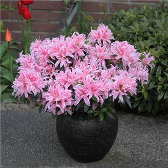 [141359] Azalea japonica Pink Spider Pot P17cm *** Nouvelle Variété*****