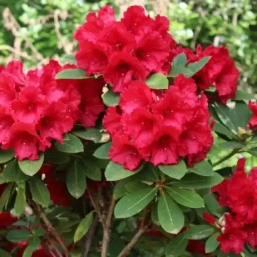 [109319] Rhododendron Red Jack 60 80 Pot C10