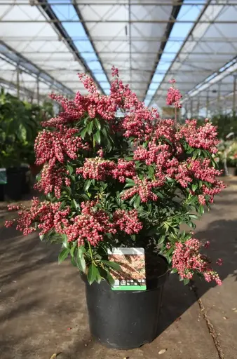 [131201] Pieris japonica Passion Pot C10