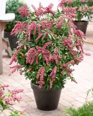 [131201] Pieris japonica Passion Pot P27 cm