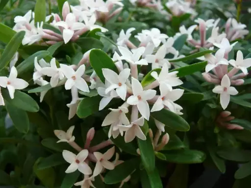 [135571] Daphne odora Eternal Fragance 25 30 cm Pot C1.5 ** super parfumé **