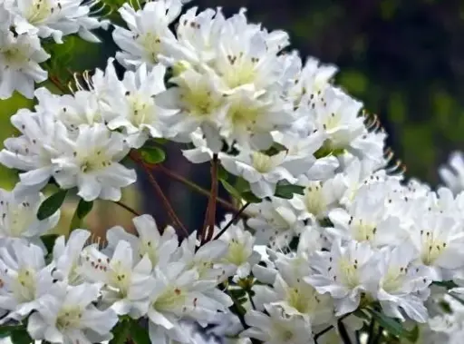 [102146] Azalea japonica Schneewitchen Pot C3 ** blanche **