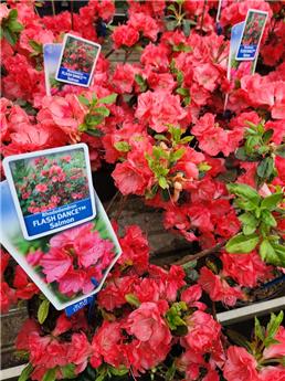 [144941] Azalea japonica Flash Dance Orange 30 40 Pot P17