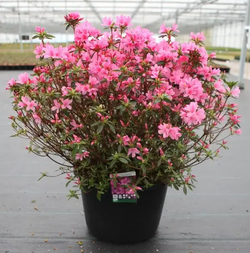 [107889] Azalea japonica Madame Van Hecke 40 50 Pot C2
