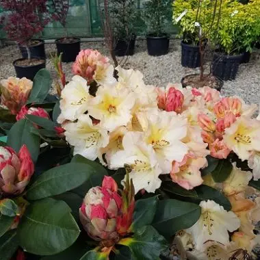 [104596] Rhododendron Horizon Monarch C7.5 50
