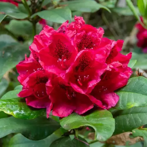 [104605] Rhododendron Lord Roberts 60 70 Pot C10