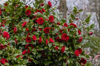 [140539] Camellia japonica Black Lace Pot C15Litres ** 9 ans **