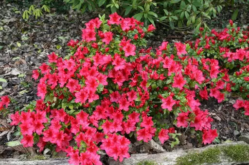 [107868] Azalea japonica Vuyckx Scarlett Ardeur 50