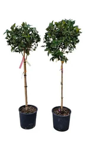 [100651] Camellia japonica Debbie sur tige Pot 30 cm 