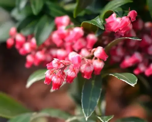 [137310] Pieris japonica Polar Passion 50 60 Pot P27 cm
