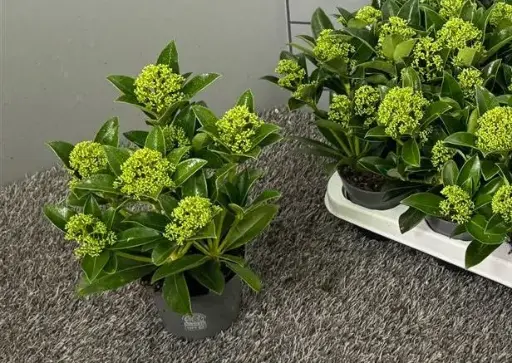 [141896] Skimmia japonica White Globe Pot P10