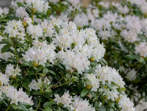 [109297] Rhododendron Cunninghams White 080 100 cm motte ou Pot C30Litres 