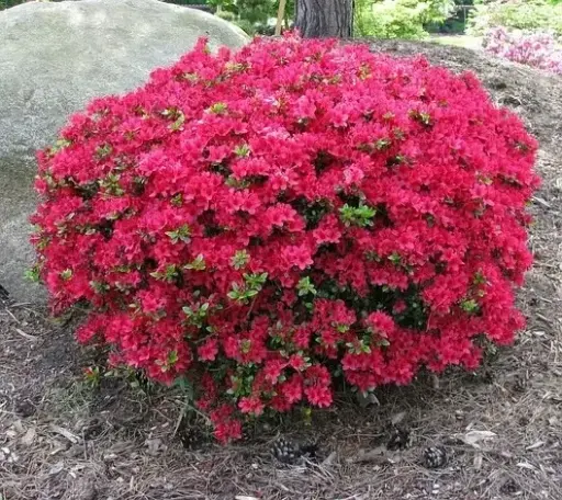 [140884] Azalea japonica Toreador 080 100 cm XXL Pot C30